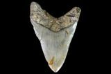 Large, Fossil Megalodon Tooth - North Carolina #108879-2